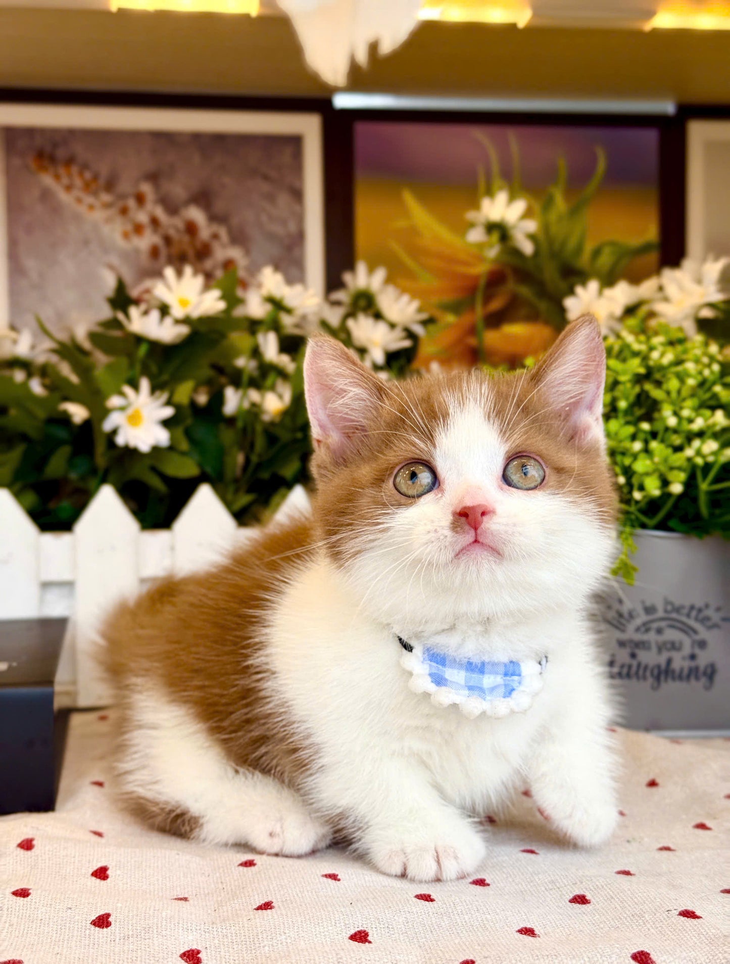 Mèo Anh Lông Ngắn Chân Lùn Màu Bicinamon Đực