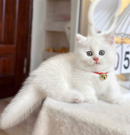 Mèo Anh Lông Ngắn Chân Lùn Màu Trắng Đực