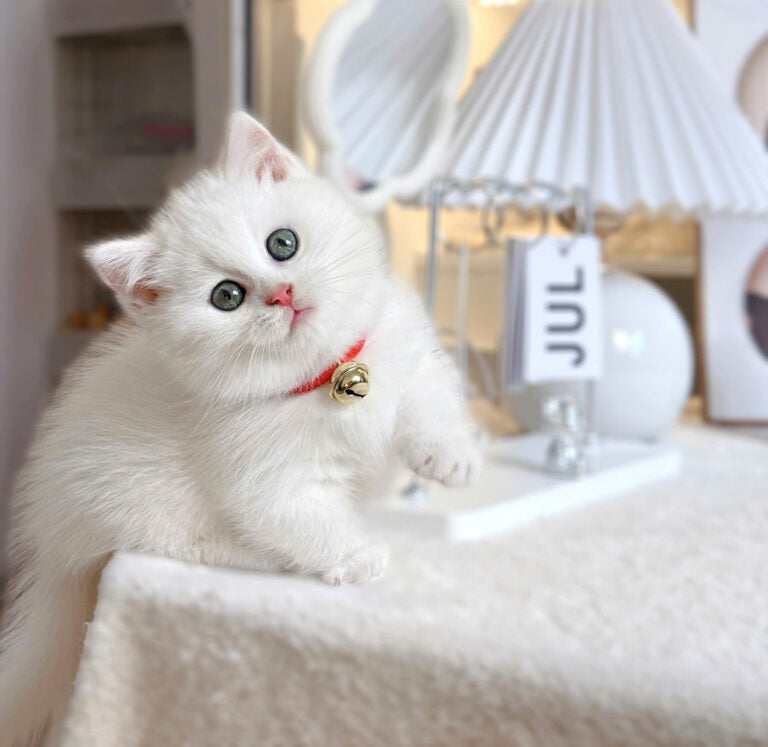 Mèo Anh Lông Ngắn Chân Lùn Màu Trắng Đực