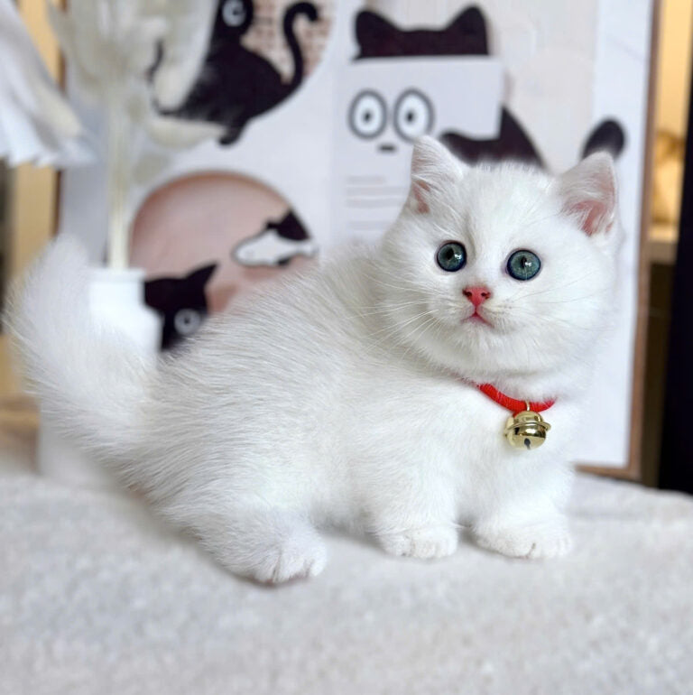 Mèo Anh Lông Ngắn Chân Lùn Màu Trắng Đực