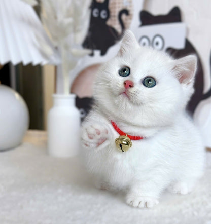 Mèo Anh Lông Ngắn Chân Lùn Màu Trắng Đực