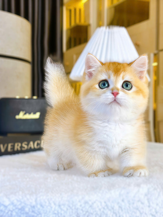 Mèo Anh Lông Ngắn Golden Ny12 Chân Lùn