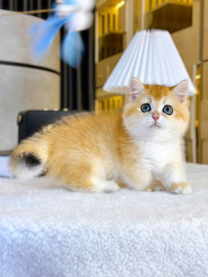 Mèo Anh Lông Ngắn Golden Ny12 Chân Lùn