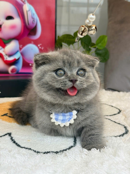 Mèo Anh Lông Ngắn Chân Lùn Tai Cụp Mặt Bánh Bao Màu Xám Xanh Đực