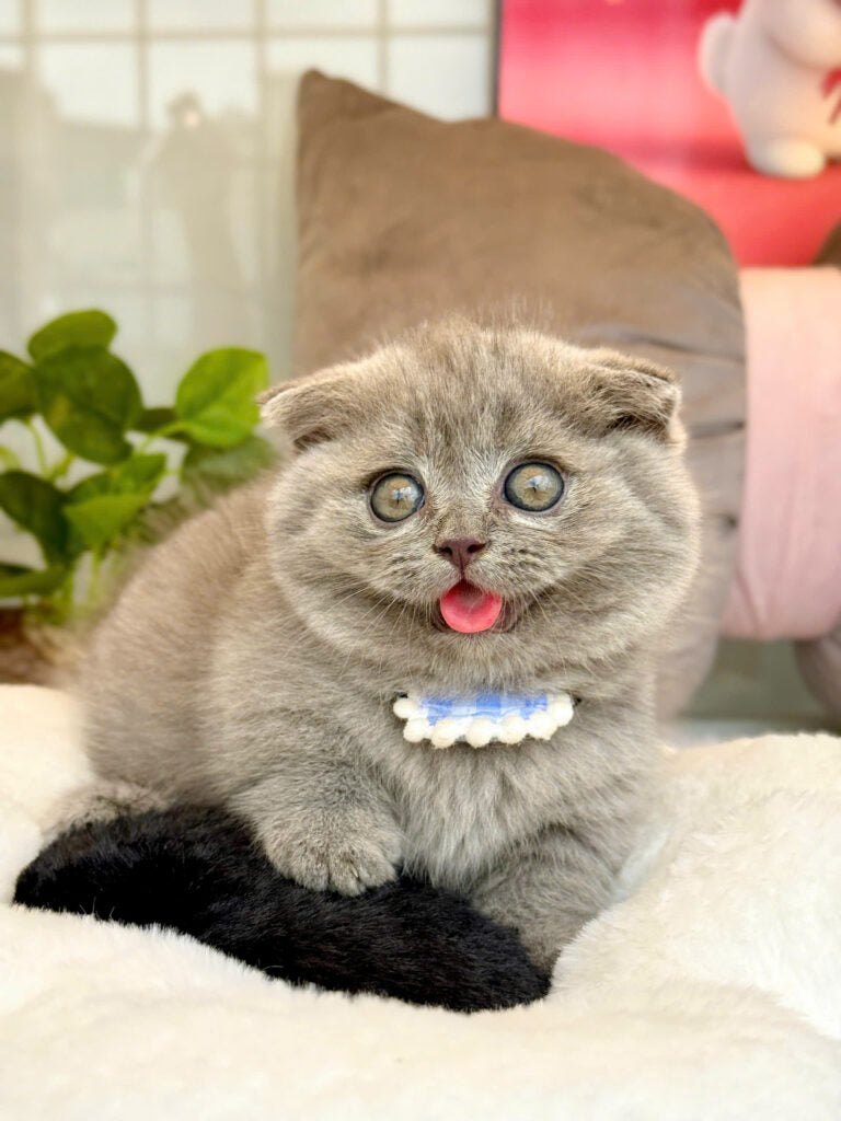 Mèo Anh Lông Ngắn Chân Lùn Tai Cụp Mặt Bánh Bao Màu Xám Xanh Đực