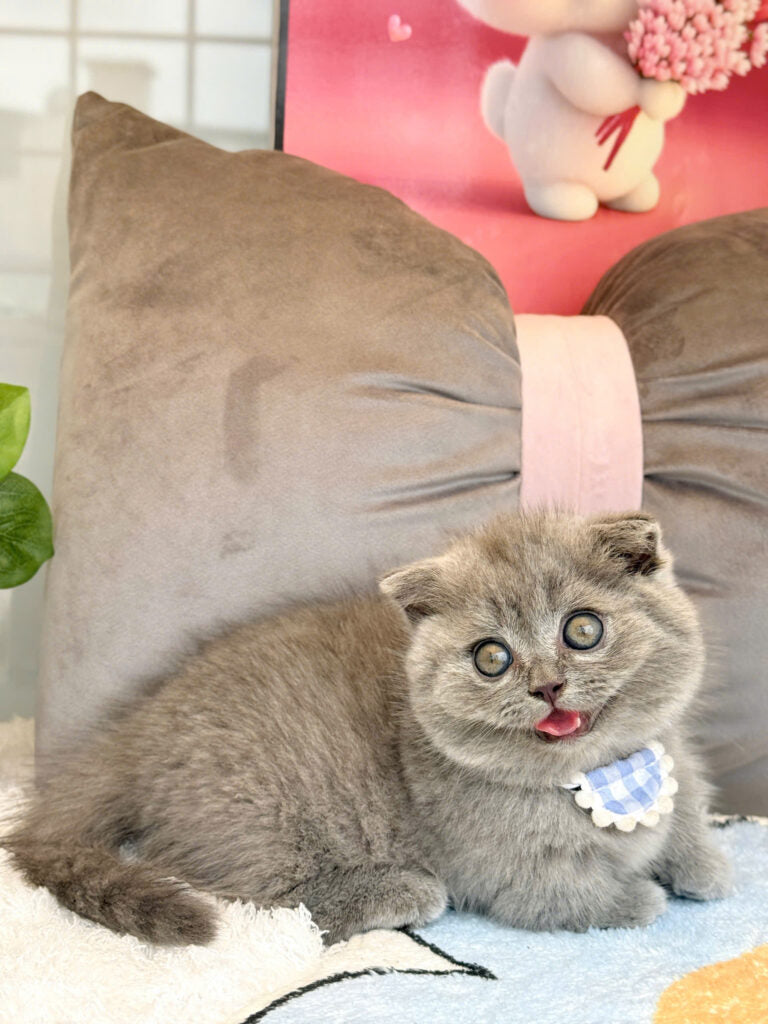 Mèo Anh Lông Ngắn Chân Lùn Tai Cụp Mặt Bánh Bao Màu Xám Xanh Đực