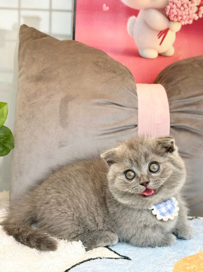 Mèo Anh Lông Ngắn Chân Lùn Tai Cụp Mặt Bánh Bao Màu Xám Xanh Đực