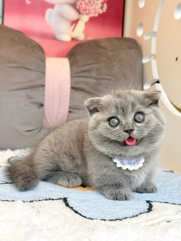 Mèo Anh Lông Ngắn Chân Lùn Tai Cụp Mặt Bánh Bao Màu Xám Xanh Đực