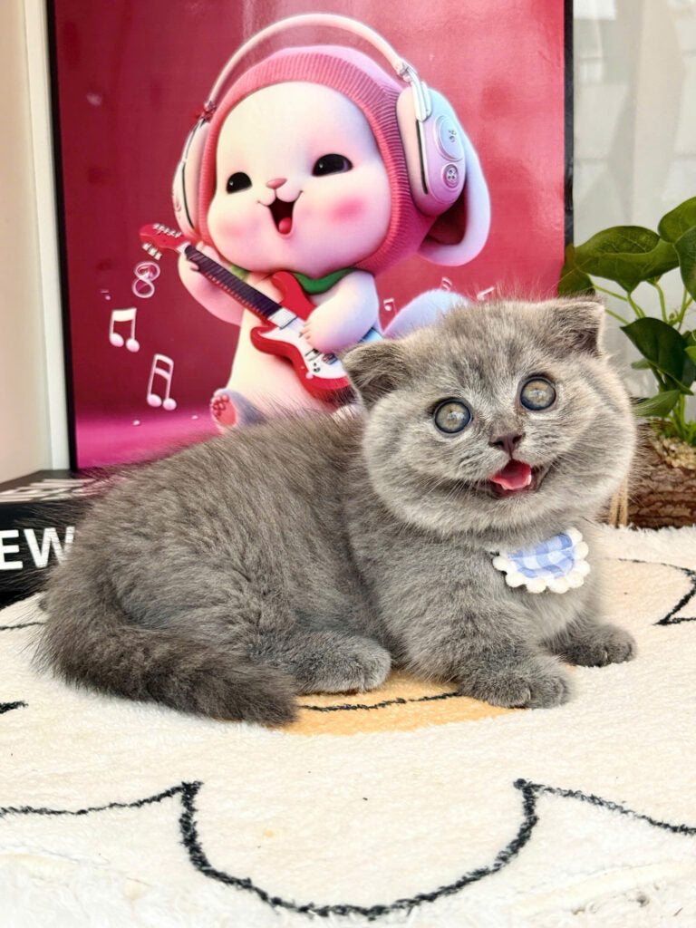 Mèo Anh Lông Ngắn Chân Lùn Tai Cụp Mặt Bánh Bao Màu Xám Xanh Đực