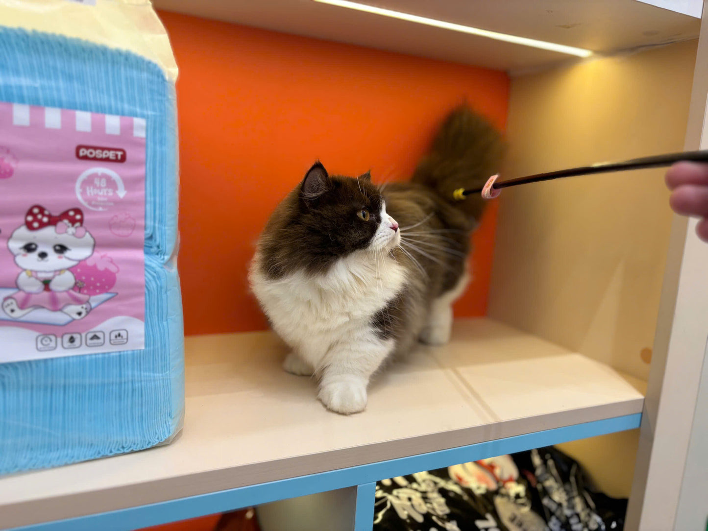 Mèo Anh Lông Dài Munchkin Màu Bichoco