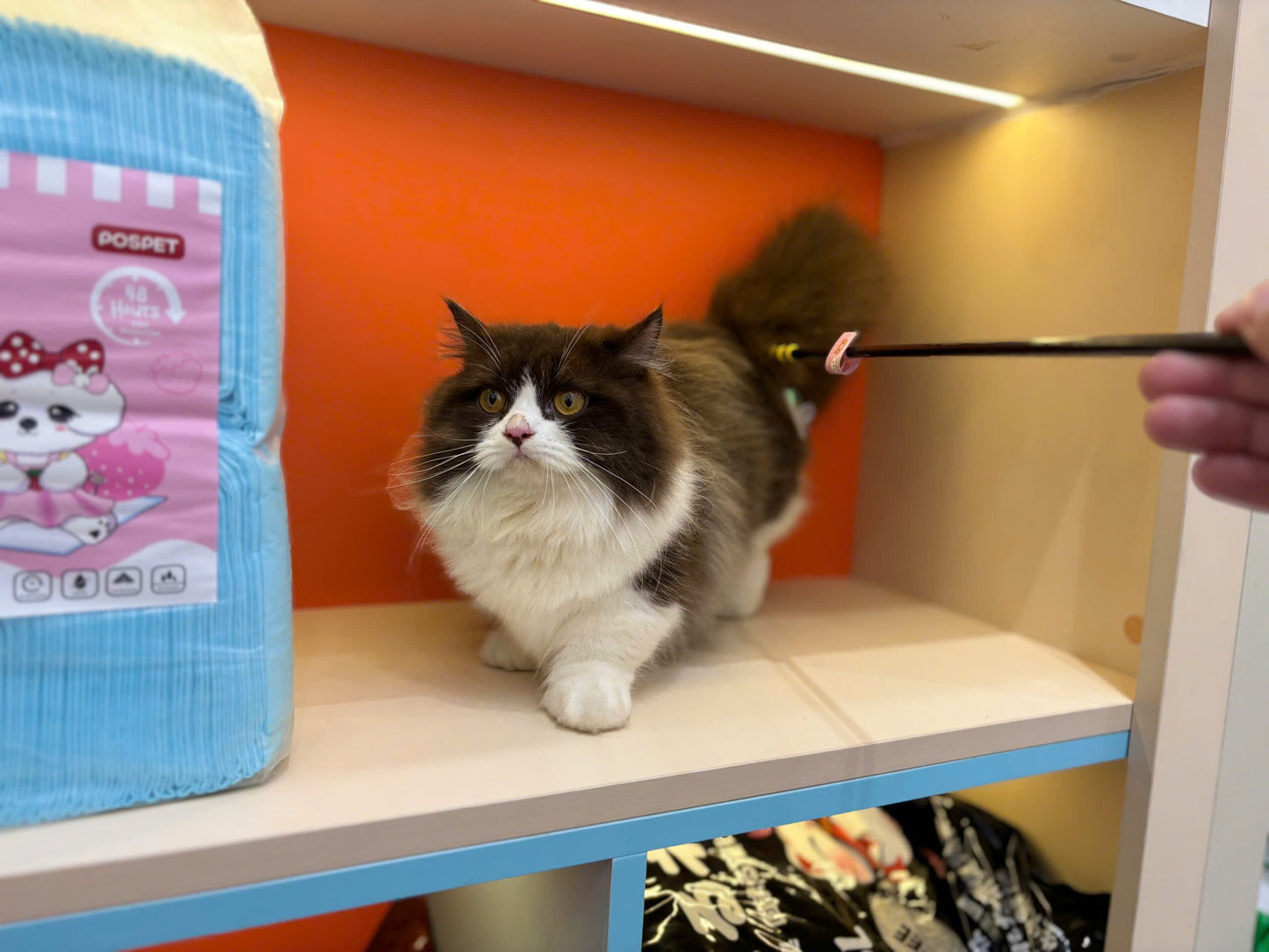 Mèo Anh Lông Dài Munchkin Màu Bichoco