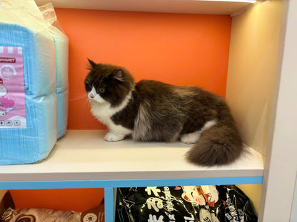 Mèo Anh Lông Dài Munchkin Màu Bichoco