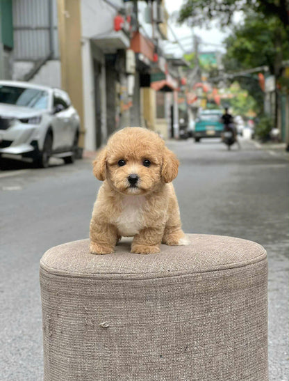 Chó Poodle Size Tiny Chân Lùn Màu Nâu Nhạt Đực