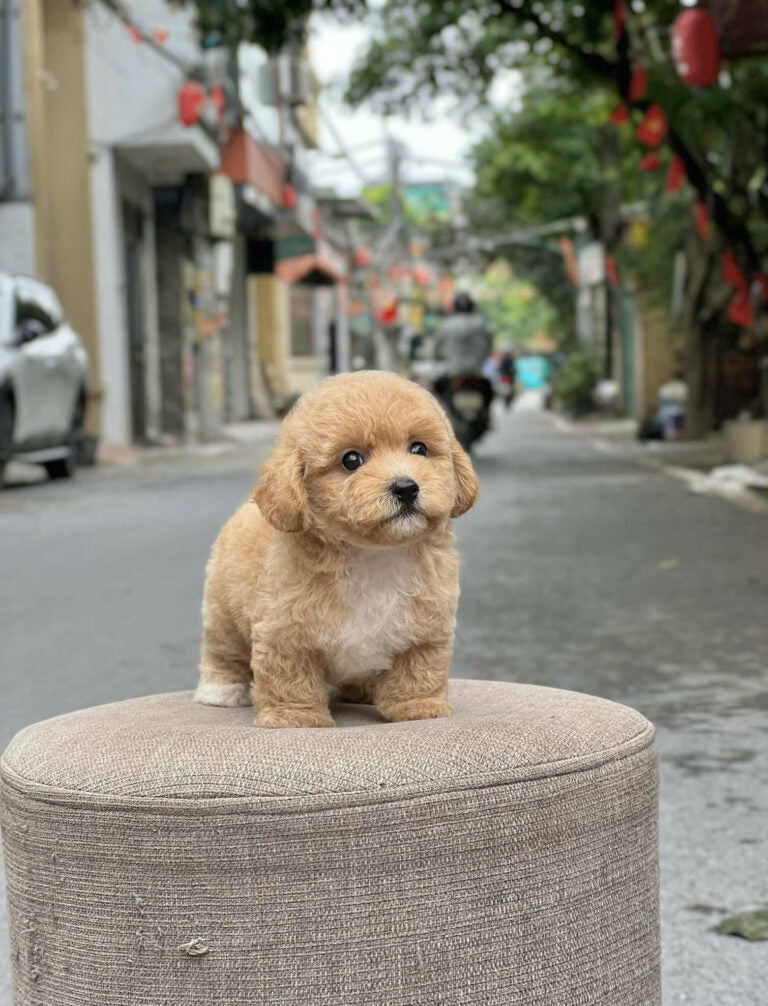 Chó Poodle Size Tiny Chân Lùn Màu Nâu Nhạt Đực