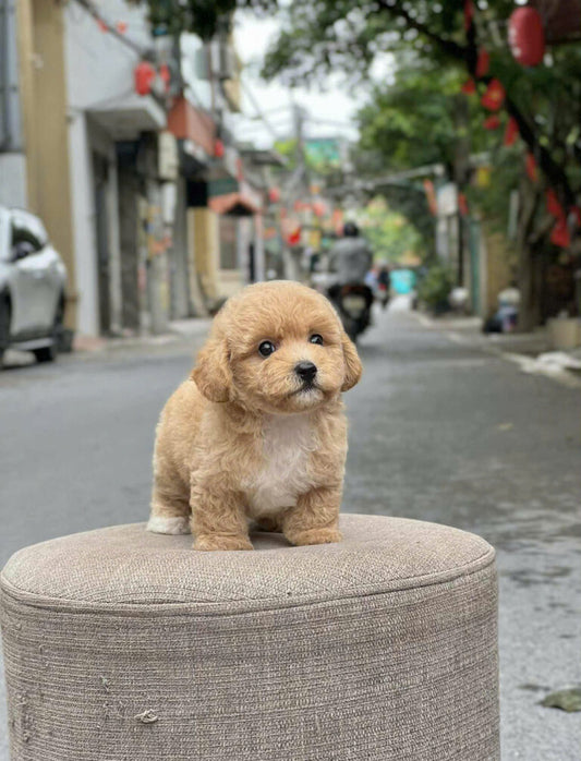 Chó Poodle Size Tiny Chân Lùn Màu Nâu Nhạt Đực