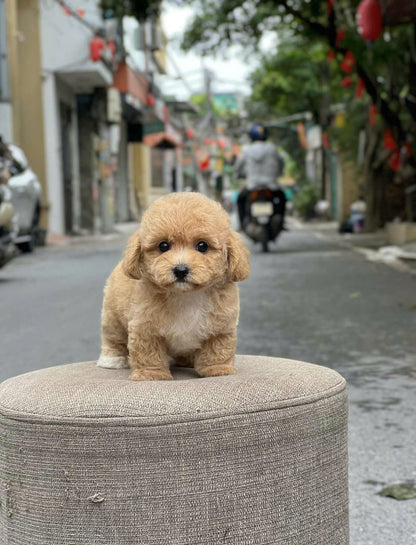 Chó Poodle Size Tiny Chân Lùn Màu Nâu Nhạt Đực