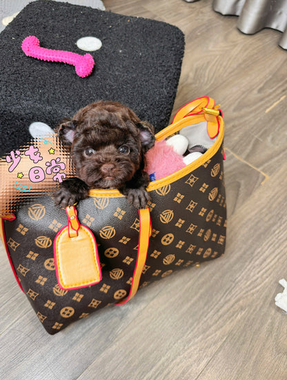 Chó Poodle Tai Gấu Màu Socola Cái