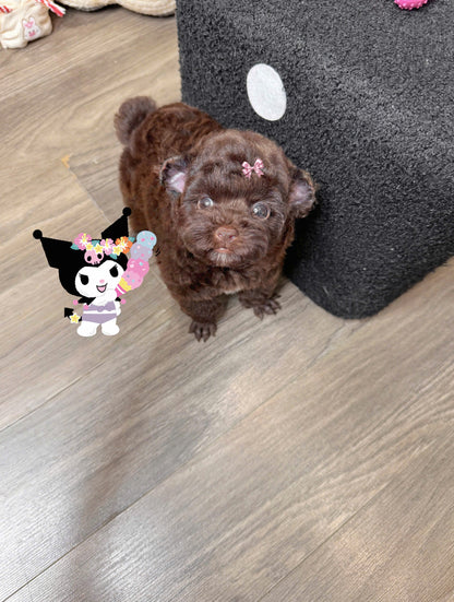 Chó Poodle Tai Gấu Màu Socola Cái