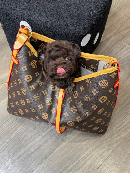 Chó Poodle Tai Gấu Màu Socola Cái