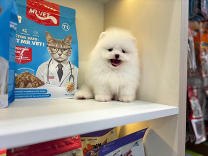 Chó Phốc Sóc Màu Trắng Đực