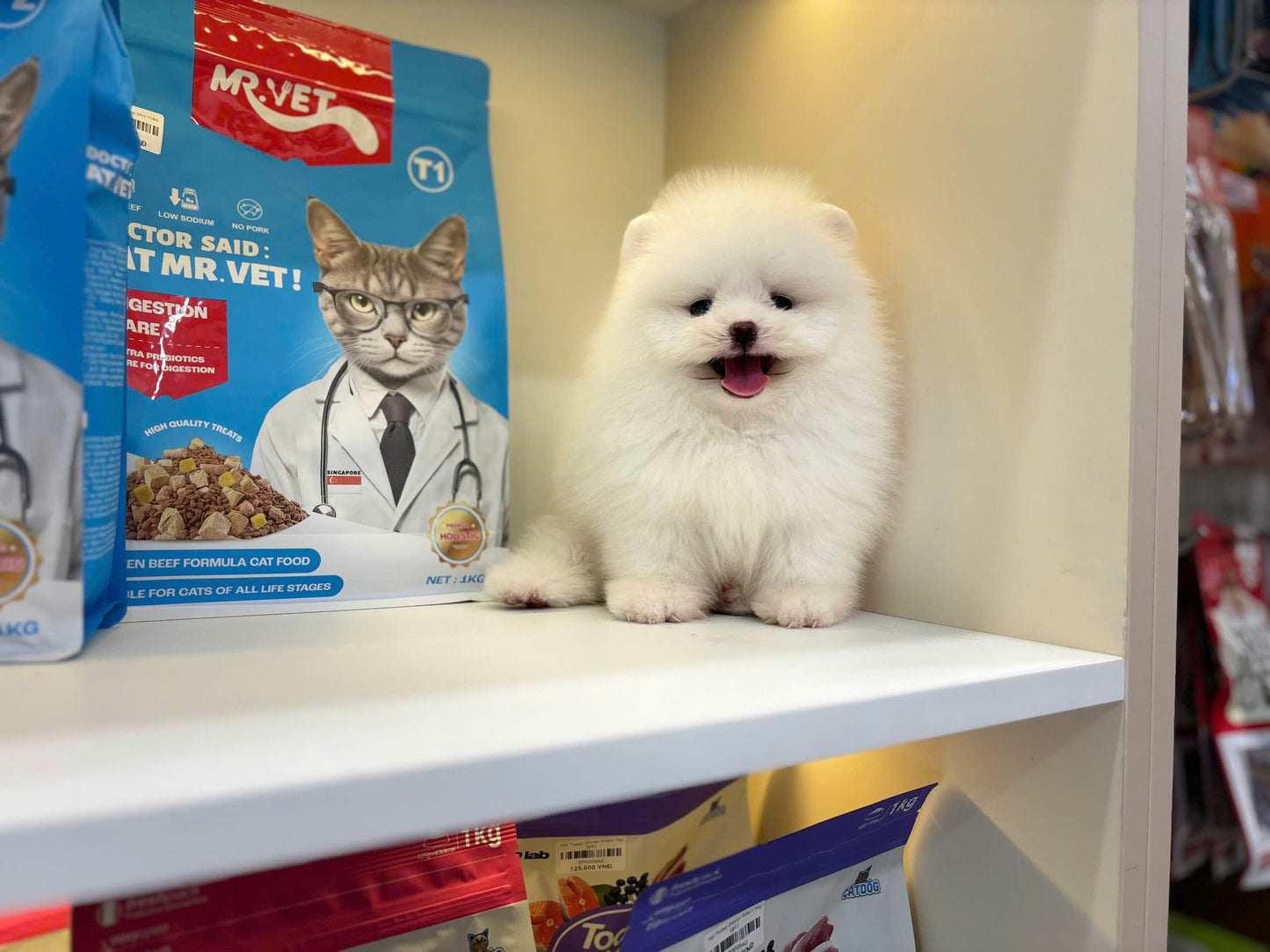 Chó Phốc Sóc Màu Trắng Đực